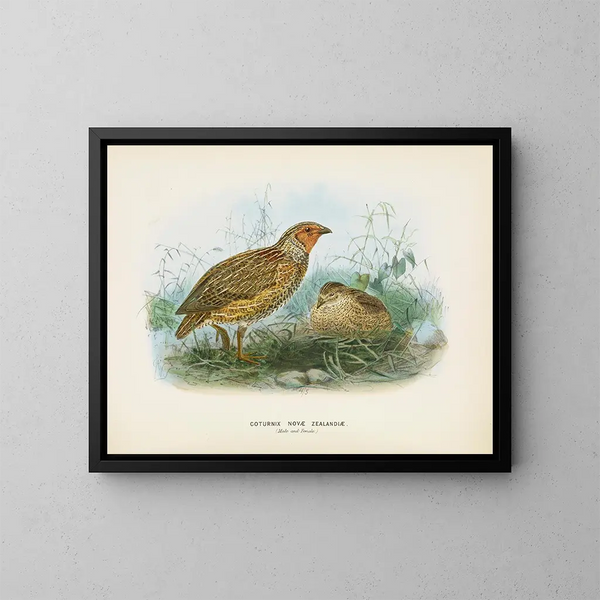 Caille de Nouvelle-Zélande mâle et femelle - John Gerrard Keulemans — ingelijst kunstwerk aan de muur