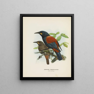 John Gerrard Keulemans - Creadion carnuculatus.webp