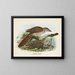 De jonge gevoed door de grijze merel - John Gerrard Keulemans — ingelijst kunstwerk aan de muur