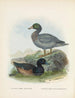 Fuligula new zealandiae et Hymenolaemus malacorhynchus - John Gerrard Keulemans — weergave van het kunstwerk