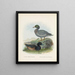 Fuligula new zealandiae et Hymenolaemus malacorhynchus - John Gerrard Keulemans — ingelijst kunstwerk aan de muur