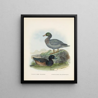 John Gerrard Keulemans - Fuligula novae zealandiae and Hymenolaemus malacorhynchus.webp