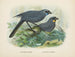 Glaucopis wilsoni en Glaucopis cinerea - John Gerrard Keulemans — weergave van het kunstwerk