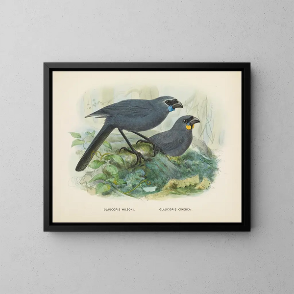 Glaucopis wilsoni en Glaucopis cinerea - John Gerrard Keulemans — ingelijst kunstwerk aan de muur