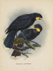 Heteralocha acutirostris - John Gerrard Keulemans — weergave van het kunstwerk