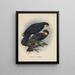 Heteralocha acutirostris - John Gerrard Keulemans — ingelijst kunstwerk aan de muur