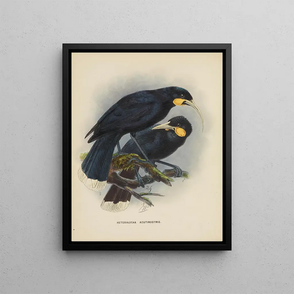 John Gerrard Keulemans - Heteralocha acutirostris.webp