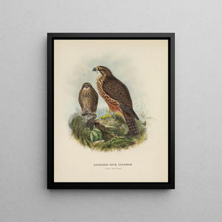 John Gerrard Keulemans - Hieracidea Novae Zealandiae Adult and Young.webp