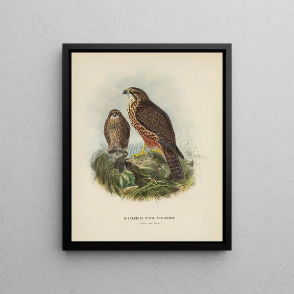 John Gerrard Keulemans - Hieracidea Novae Zealandiae Adult and Young.webp