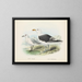 Larus bulleri en Larus dominicanus - John Gerrard Keulemans — ingelijst kunstwerk aan de muur