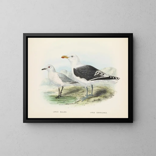 Larus bulleri en Larus dominicanus - John Gerrard Keulemans — ingelijst kunstwerk aan de muur