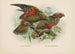 Nestor notabilis en Nestor meridionalis - John Gerrard Keulemans — weergave van het kunstwerk