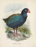 Bedekkingen Notornis - John Gerrard Keulemans — weergave van het kunstwerk