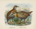 Ocydromus earli en Ocydromus australis - John Gerrard Keulemans — weergave van het kunstwerk