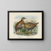 Ocydromus earli en Ocydromus australis - John Gerrard Keulemans — ingelijst kunstwerk aan de muur