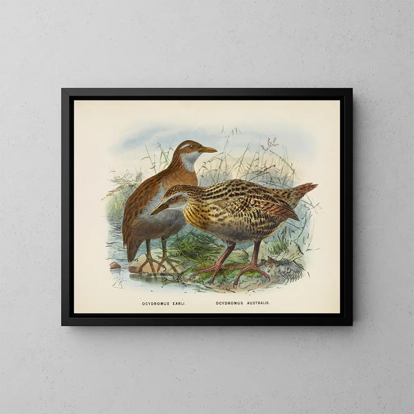 Ocydromus earli en Ocydromus australis - John Gerrard Keulemans — ingelijst kunstwerk aan de muur
