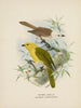 Orthonyx albicilla en Orthonyx ochrocephala - John Gerrard Keulemans — weergave van het kunstwerk