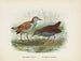 Ortygometra affinis en Ortygometra tabuensis - John Gerrard Keulemans — weergave van het kunstwerk