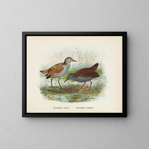 Ortygometra affinis en Ortygometra tabuensis - John Gerrard Keulemans — ingelijst kunstwerk aan de muur