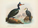 Cormorans à caroncules et cormorans à bec court - John Gerrard Keulemans — weergave van het kunstwerk