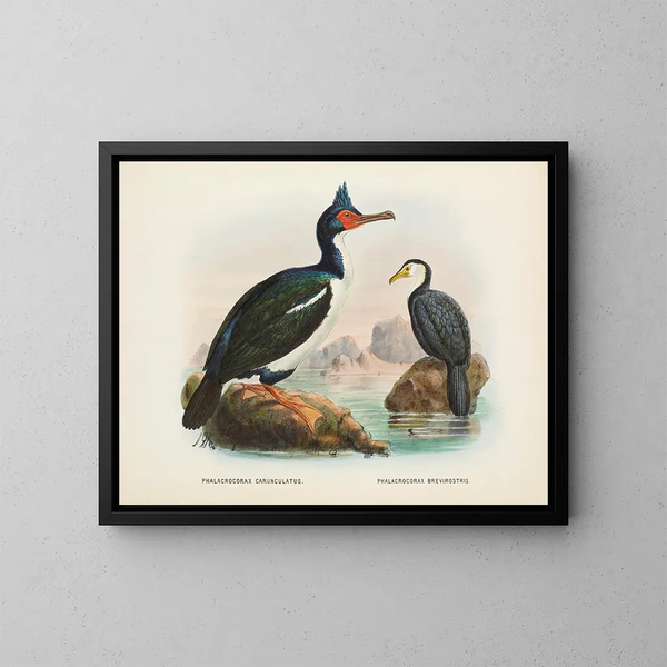 Cormorans à caroncules et cormorans à bec court - John Gerrard Keulemans — ingelijst kunstwerk aan de muur