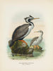 van Phalacrocorax punctatus mannetje en vrouwtje - John Gerrard Keulemans — weergave van het kunstwerk