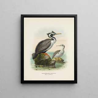 John Gerrard Keulemans - Phalacrocorax punctatus Male and Female.webp