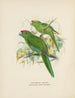 Platycercus auriceps Platycercus Nieuw-Zeeland - John Gerrard Keulemans — weergave van het kunstwerk