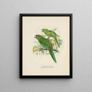 John Gerrard Keulemans - Platycercus auriceps Platycercus Nove Zealandiae.webp