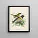van Mannelijk en vrouwelijk omringd door pogonornis - John Gerrard Keulemans — ingelijst kunstwerk aan de muur