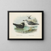 Puffin fuligineux en Puffin de Lessoni - John Gerrard Keulemans — ingelijst kunstwerk aan de muur