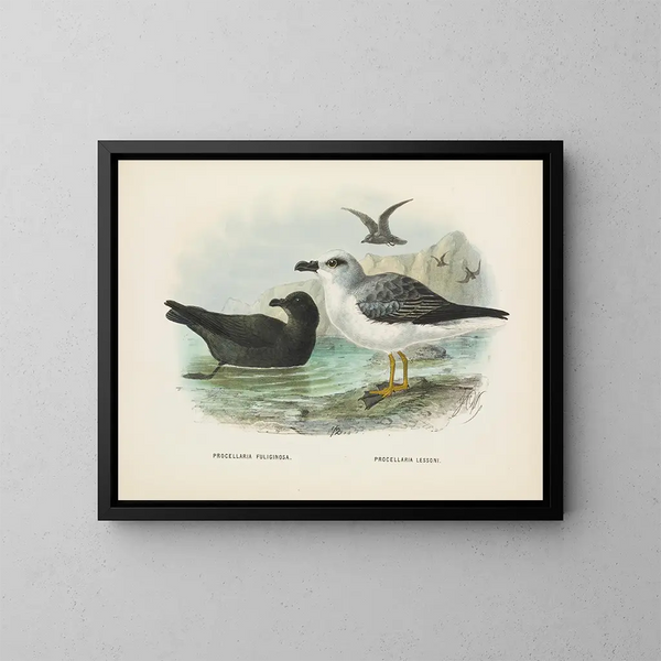 Puffin fuligineux en Puffin de Lessoni - John Gerrard Keulemans — ingelijst kunstwerk aan de muur