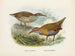 Rallus philipensis en Rallus dieffenbachii - John Gerrard Keulemans — weergave van het kunstwerk