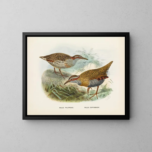 Rallus philipensis en Rallus dieffenbachii - John Gerrard Keulemans — ingelijst kunstwerk aan de muur