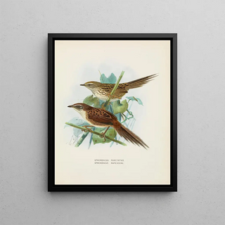 John Gerrard Keulemans - Spenoeacus punctatus and Spenoeacus rufescens.webp