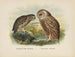 Spiloglaux van Nieuw-Zeeland en Sceloglaux met witte gezicht - John Gerrard Keulemans — weergave van het kunstwerk