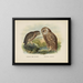 Spiloglaux van Nieuw-Zeeland en Sceloglaux met witte gezicht - John Gerrard Keulemans — ingelijst kunstwerk aan de muur