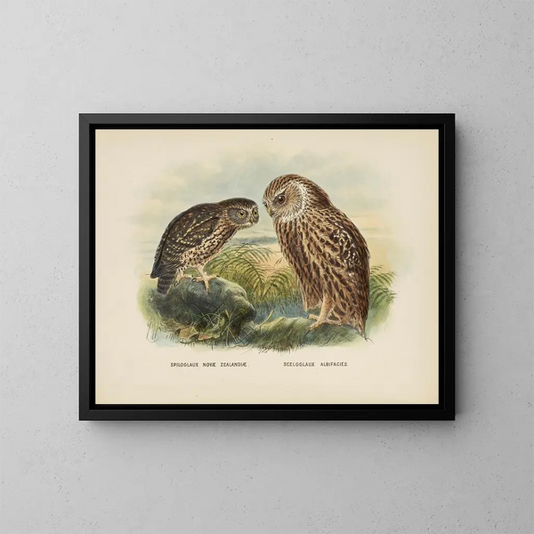 Spiloglaux van Nieuw-Zeeland en Sceloglaux met witte gezicht - John Gerrard Keulemans — ingelijst kunstwerk aan de muur