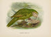 Stringops habroptilus - John Gerrard Keulemans — weergave van het kunstwerk