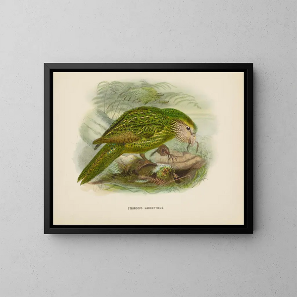 Stringops habroptilus - John Gerrard Keulemans — ingelijst kunstwerk aan de muur