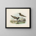 Thinornis novaezelandiae volwassen en jong - John Gerrard Keulemans — ingelijst kunstwerk aan de muur