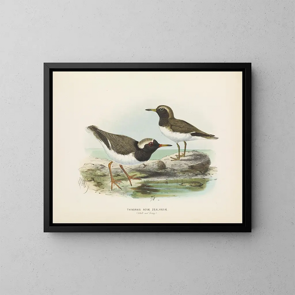 Thinornis novaezelandiae volwassen en jong - John Gerrard Keulemans — ingelijst kunstwerk aan de muur