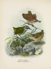 Xenicus longipes mannetje en vrouwtje en Xenicus gilviventris mannetje en vrouwtje - John Gerrard Keulemans — weergave van het kunstwerk