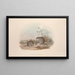 Een monografie van de Macropodidae of familie van de kangoeroes Pl15 - John Gould — ingelijst kunstwerk aan de muur