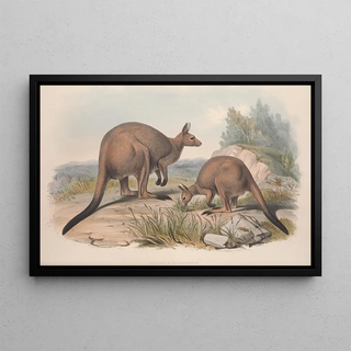 John Gould - A monograph of the Macropodidae or family of kangaroos Pl16.webp