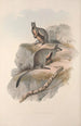Une monographie des Macropodidae ou famille des kangourous Pl24 - John Gould — weergave van het kunstwerk