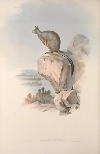 John Gould - A monograph of the Macropodidae or family of kangaroos Pl25.webp