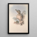 Een monografie van de Macropodidae of familie van de kangoeroes Pl25 - John Gould — ingelijst kunstwerk aan de muur