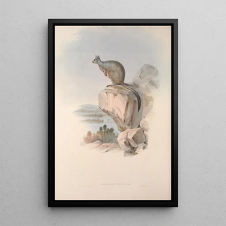 John Gould - A monograph of the Macropodidae or family of kangaroos Pl25.webp