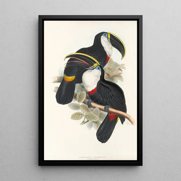 John Gould - A monograph of the Ramphastidae or family of toucans Pl01.webp